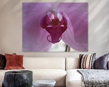 Orchidee by Elja Hilboesen