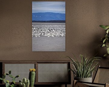 Snow geese on the river by Claude Laprise
