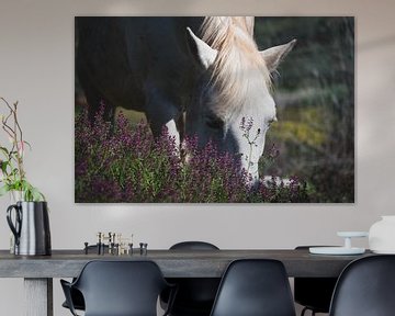 Wit paard graast tussen paarse bloemen