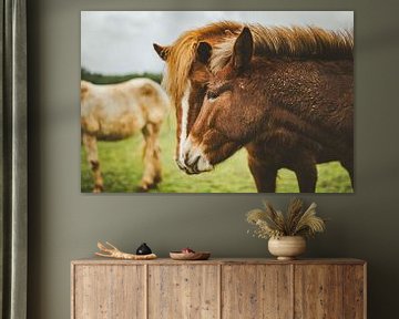 Portret van paardenmerrie met muildierveulen