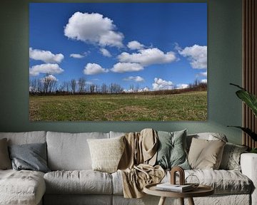 A field in spring