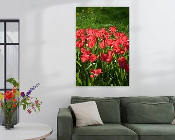 Tulips in bloom in the garden by Claude Laprise