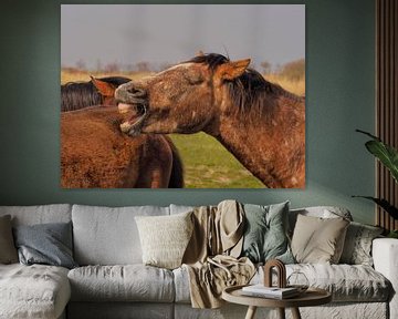 Laughing horse van Henk Goossens