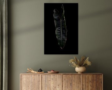 Philodendron Billietiae