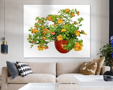 Calibrachoa flowers on a white background