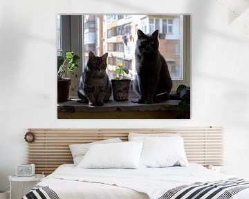 cat looks through window by Egon Zitter