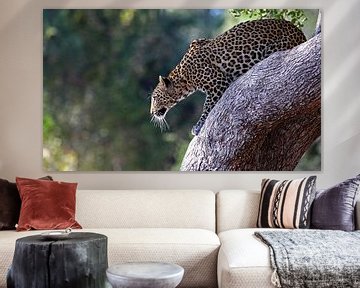 Leopard ready to jump - Africa wildlife van W. Woyke
