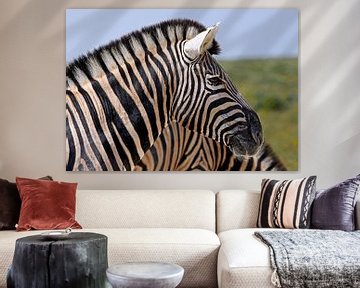 Zebra in - Afrika wildlife van W. Woyke