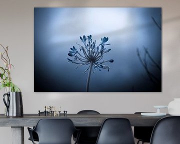 Agapanthus by Eric van den Berg