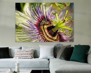 Passionflower