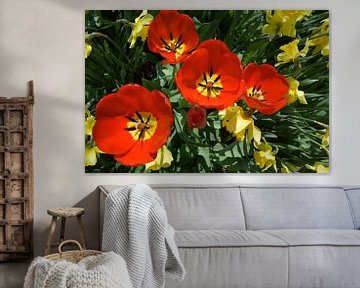Tulips in bloom in the garden by Claude Laprise