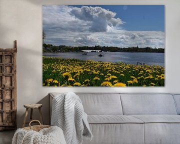 Dandelions in bloom in the park by Claude Laprise