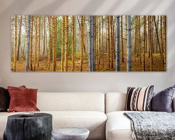 Dennenbos panorama 2, gedeeltelijk zwartwit