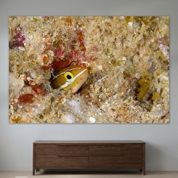 Vrolijke Barnacle Blenny 