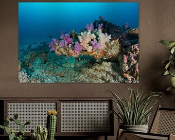 Reef with colorful softcorals von Jan van Kemenade