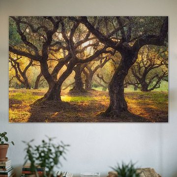 Olive Glow von Loris Photography