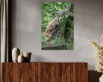 Steenbok van Edwin Butter