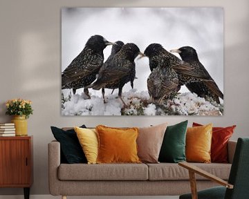 Starlings at the garden feeder by Claude Laprise