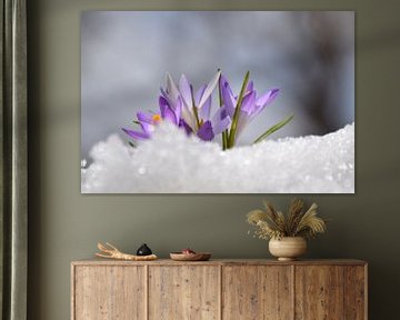 Crocus flowers in the garden by Claude Laprise