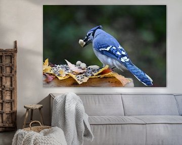 A blue jay at the feeder by Claude Laprise