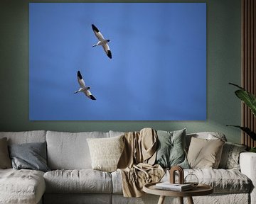 Snow geese in spring by Claude Laprise