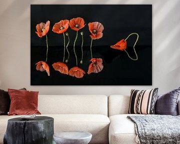 4 Mohnblumen +