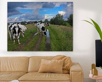 De koe is niet weg te denken in het Nederlandse Landschap, ode aan de koe van Anja Oosterwaal Fine Art Fotografie