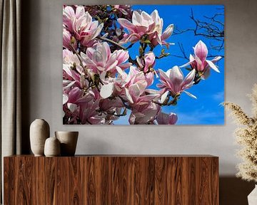 Lush Magnolia grows on trees again