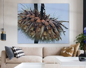 Cardoon is a plant related to Artichoke