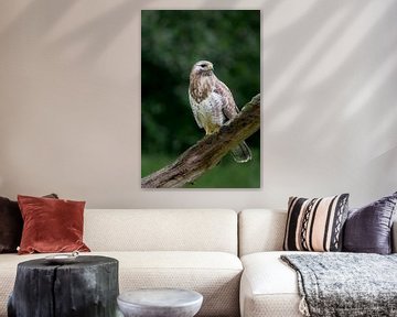 buizerd zit op een mooie strategische plek te wachten tot een prooi zich aandiend van Ria van den Broeke