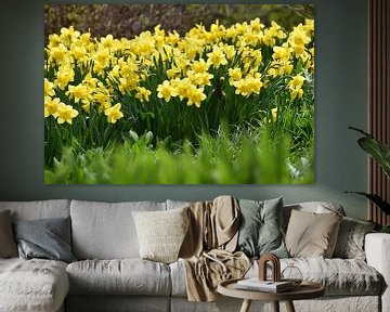 Daffodils in the garden by Claude Laprise