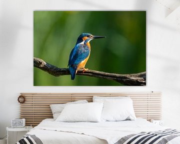 Porträt eines Eisvogels