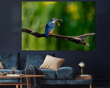 Eisvogel mit Brillantfisch