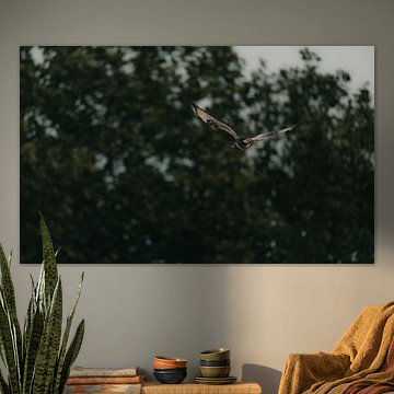 Une buse plane au-dessus d'un horizon boisé