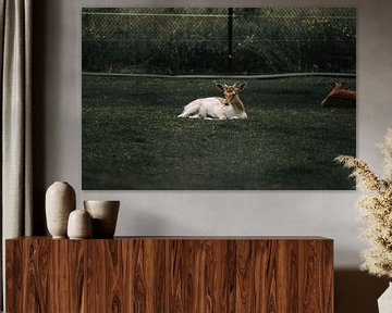 Een hert rust vredig in het zomergras van Daniel Jacobs Fotografie