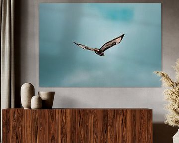 Een Buizerd glijdt door de blauwe lucht