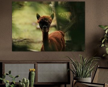 Een alpaca tussen de beschutting van bomen