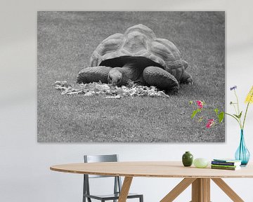 Aldabra Turtle in black and white. by Jose Lok