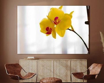 Prachtig boeket gele orchideeënbloemen. van de-nue-pic