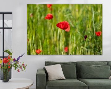 Veld met helderrode maïspapaverbloemen in de lente van de-nue-pic