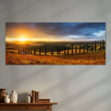 Zypressenallee in der Toskana zum Sonnenuntergang