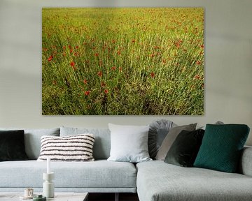 Veld met helderrode maïspapaverbloemen in de lente van de-nue-pic