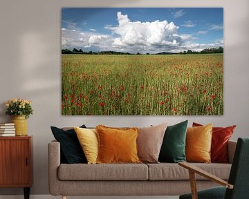 Veld met helderrode maïspapaverbloemen in de lente van de-nue-pic
