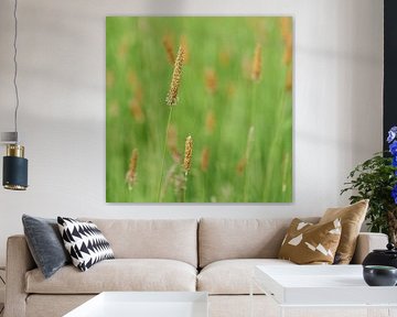 Meadow foxtail, Alopecurus pratensis by Heiko Kueverling