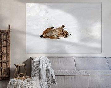 Lynx in de sneeuw van Antwan Janssen
