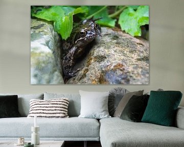 frog between 'peekaboo' between stones