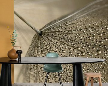 Tropfen auf einem Flaum des Morgensterns (Tragopogon) von Marjolijn van den Berg