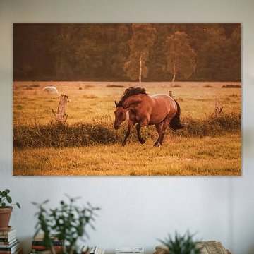 Cheval au galop dans un pré