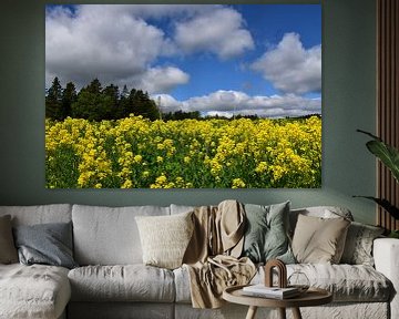 A rapeseed field in summer by Claude Laprise