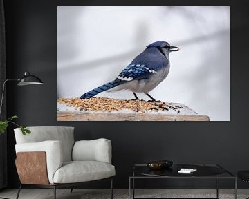 A blue jay at the feeder by Claude Laprise